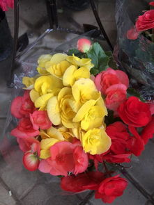 倒計時1天！春季花卉日用品展 清明小長假首選好去處