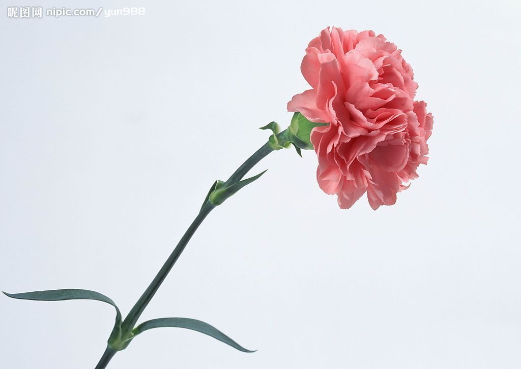 精品花卉素材 專題精選與下載指南