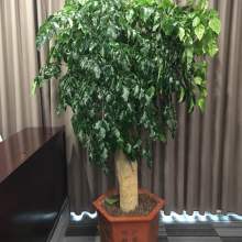 苗木 自然與希望的起點