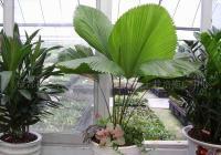 供應無土盆栽花卉植物批發價 解鎖現代農業貿易新機遇